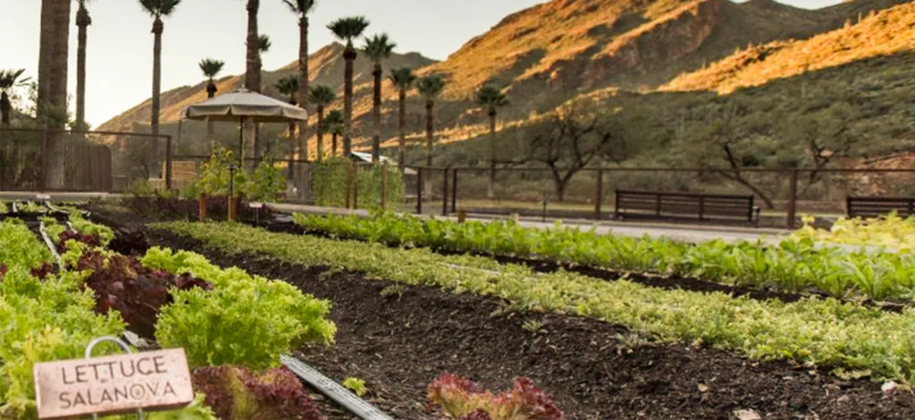 Rows of lettuce growing with palm trees and mountains in the background.