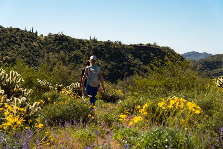 Hiking with Wildflowers