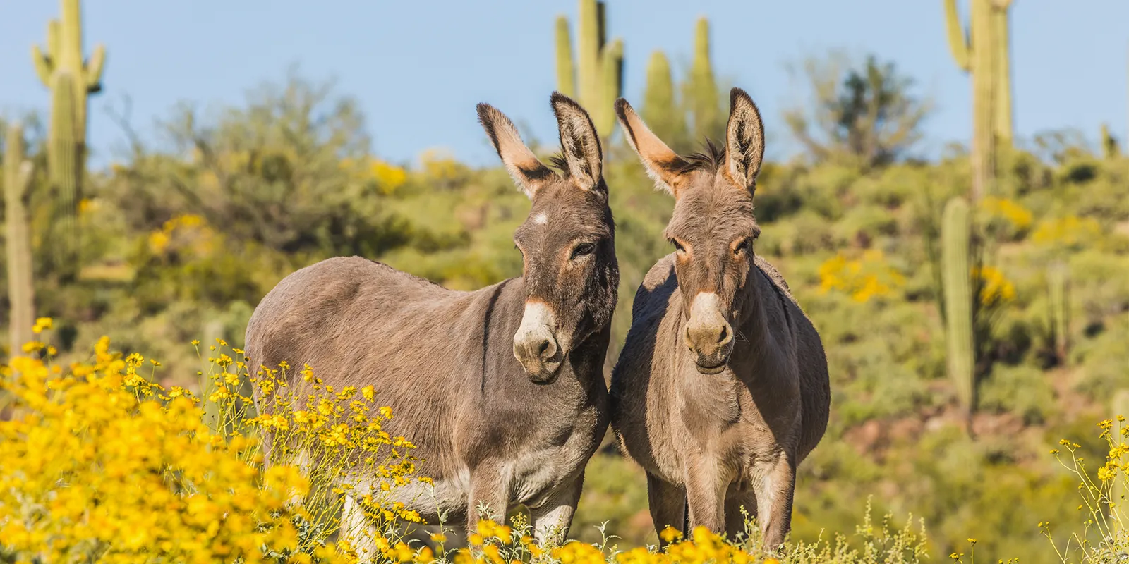 Burros Road