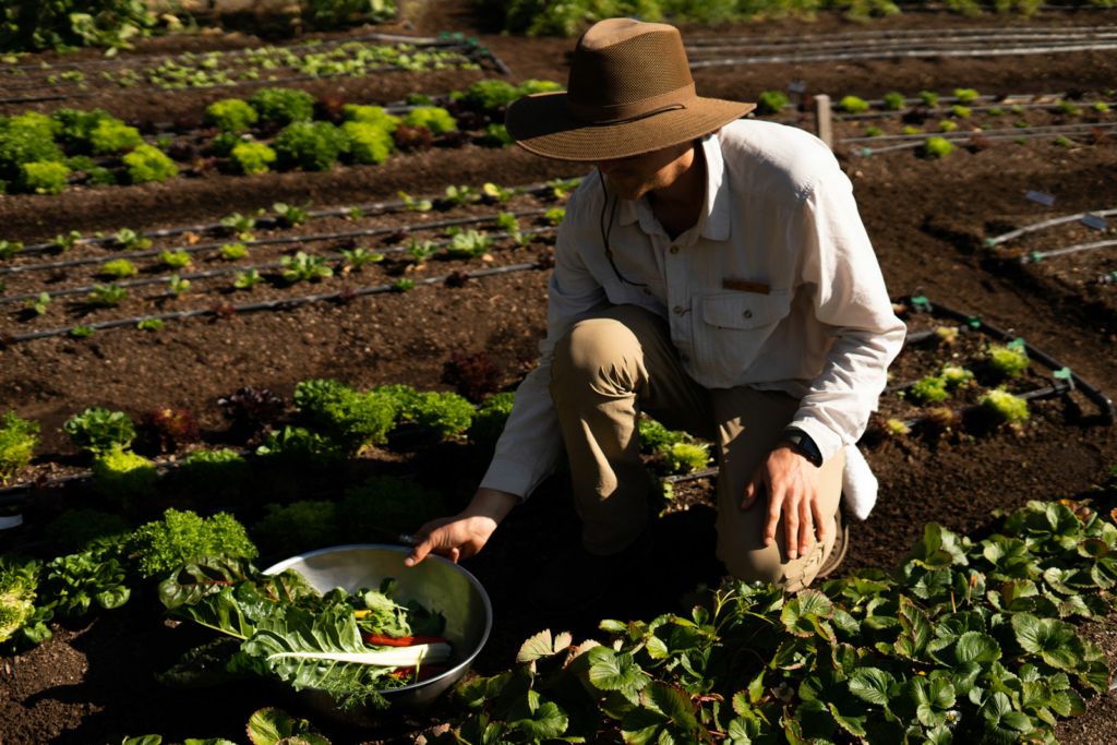 Farmer picking crops on the farm at Castle Hot Springs in Arizona