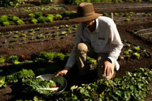 Farmer picking crops on the farm at Castle Hot Springs in Arizona