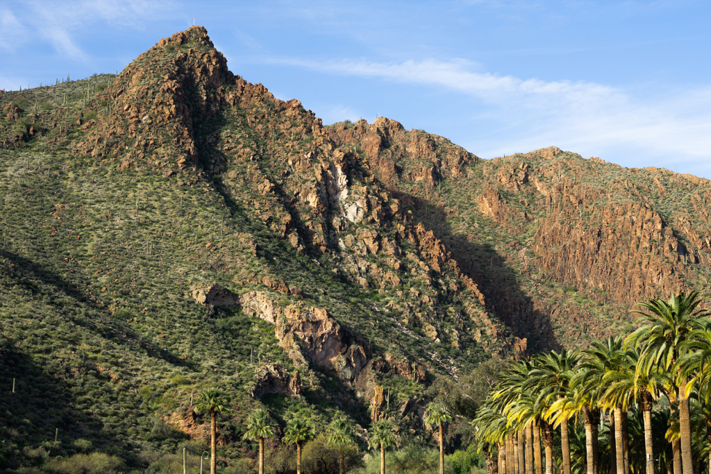 Arizona landscape with mountains and palm trees