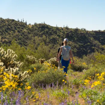 Woman Hiking Through Purple, Yellow, and White Wildflowers