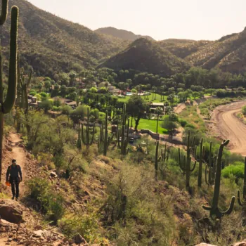 Man Hiking Through Classic Arizona Cacti and Foliage