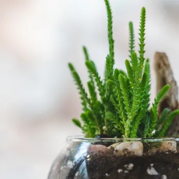 Baby Rosemary Growing From Glass Pot