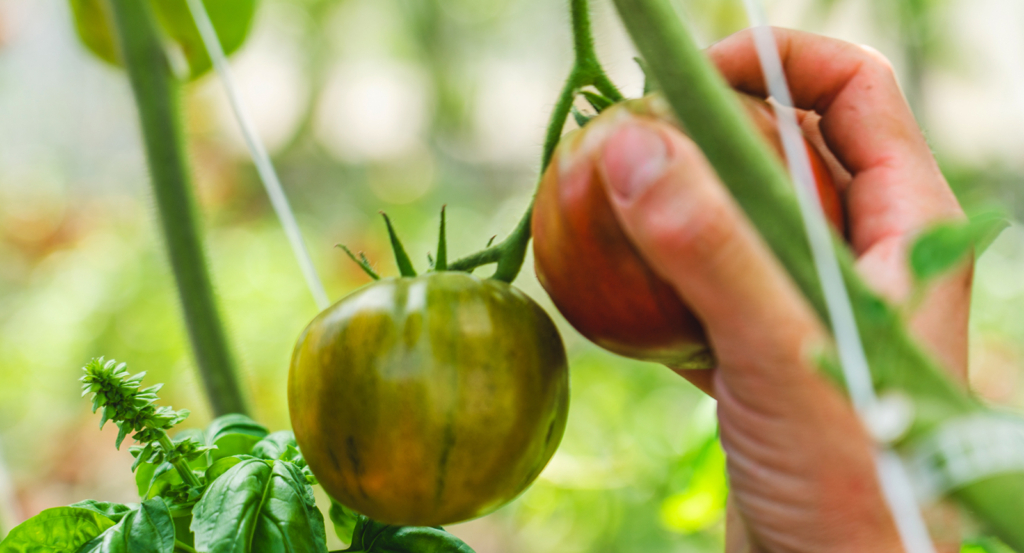 Tomato Hybrid in Castle Hot Springs Arizona