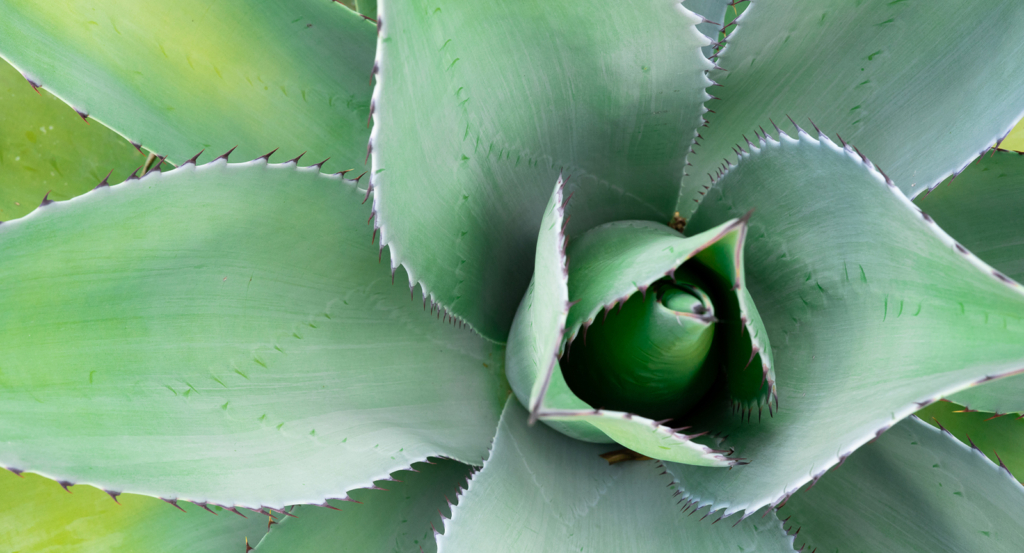 The agave plant of Arizona