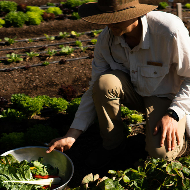 A Farmer harvesting fresh vegetables at a luxury hot springs resort in USA