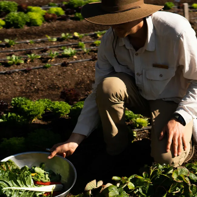 A Farmer harvesting fresh vegetables at a luxury hot springs resort in USA