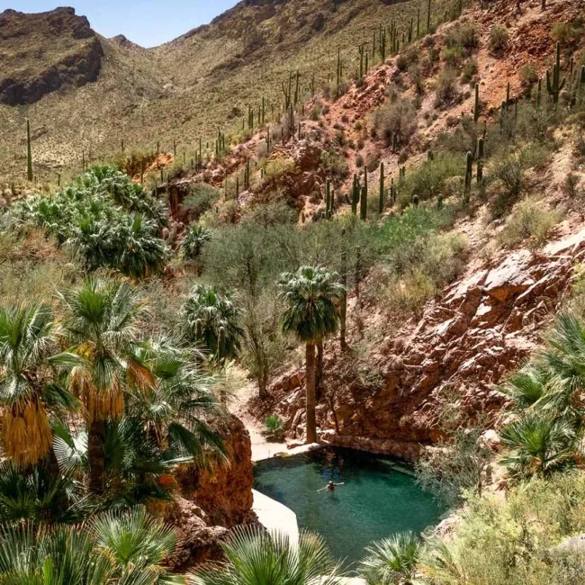 A person in a natural hot spring in Arizona with palm trees and cacti surrounding the water.