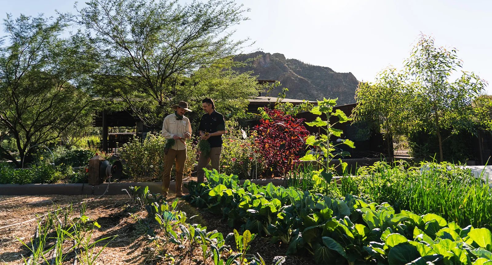 Two men stand and converse next to rows of crops on a sunny day.