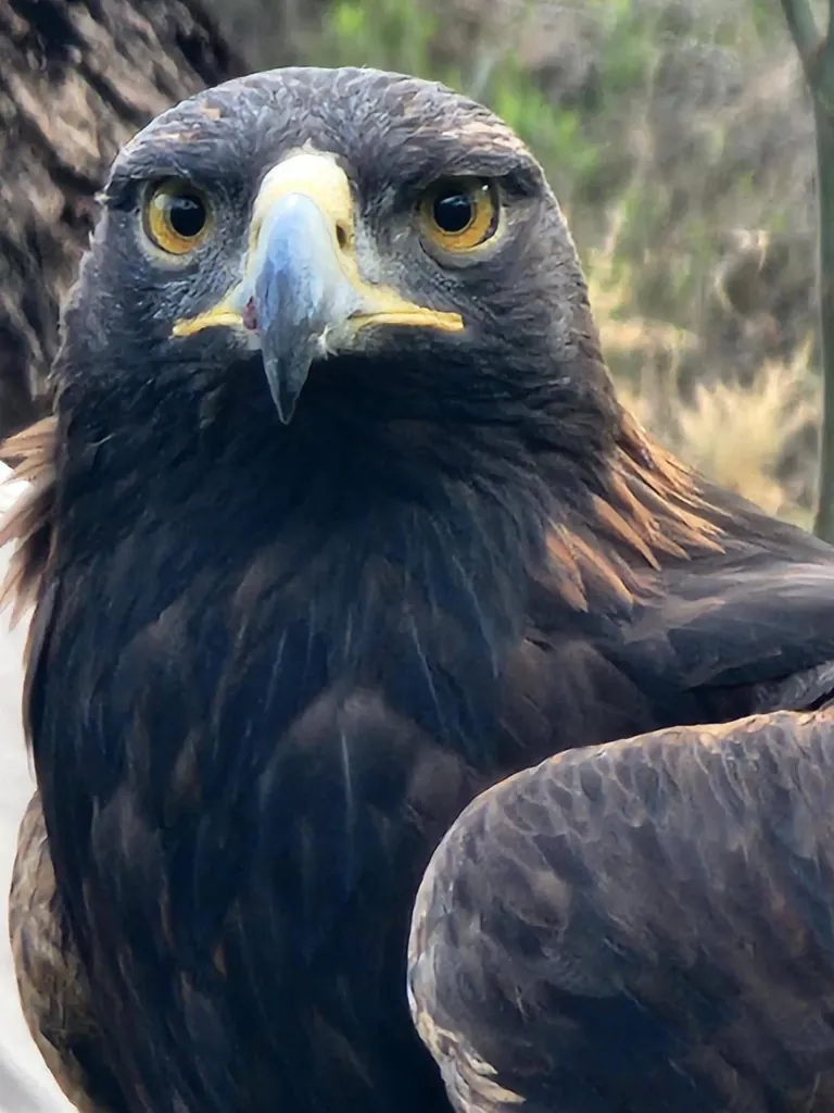 Picture of a Brown Hawk
