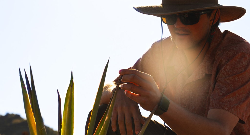A man inspecting an agave plant on the Agave Farm.