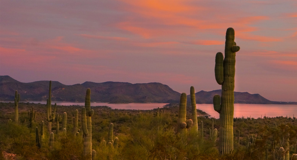 Sonoran desert sunset