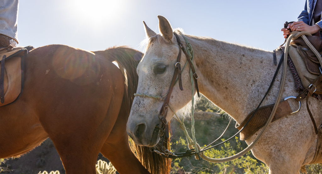 Two horses on a trail ride at Castle Hot Springs