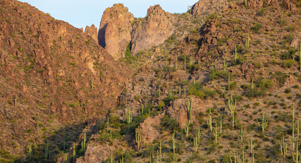 A view of the Sonoran Desert during a falconry experience.