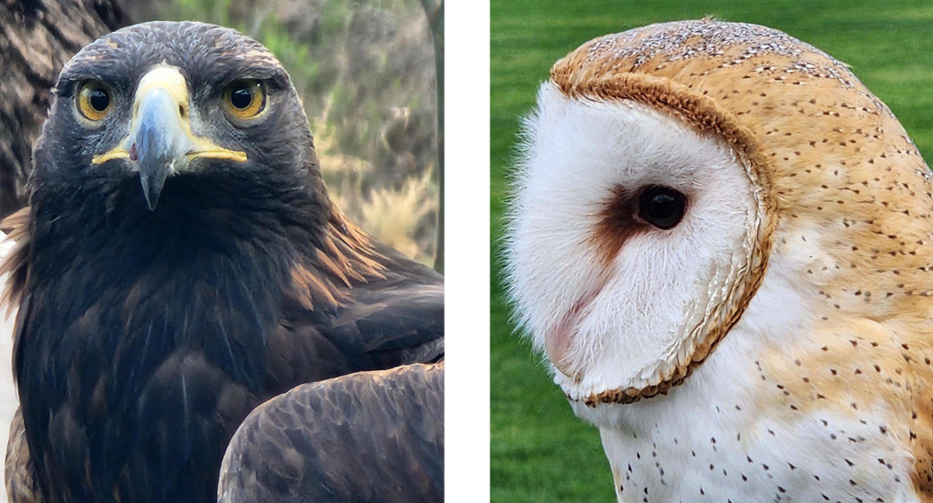 A close range view of various birds of prey during falconry events