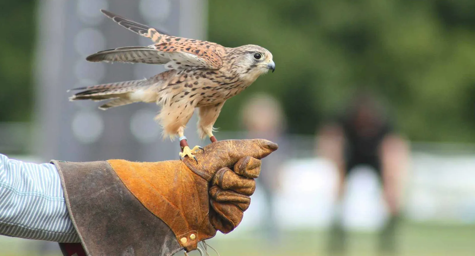 A falcon on a gloved hand during the falconry experience at Castle Hot Springs