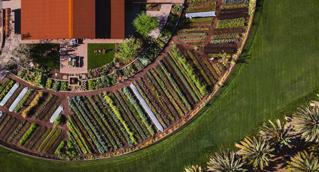 rows of vegetables growing at The Farm at Castle Hot Springs